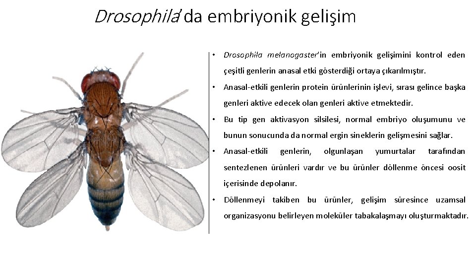 Drosophila’da embriyonik gelişim • Drosophila melanogaster’in embriyonik gelişimini kontrol eden çeşitli genlerin anasal etki