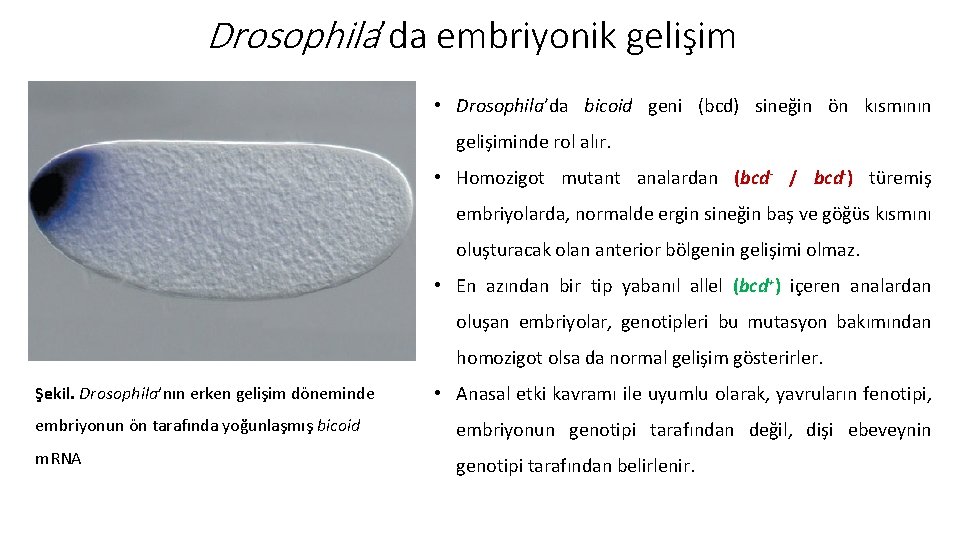 Drosophila’da embriyonik gelişim • Drosophila’da bicoid geni (bcd) sineğin ön kısmının gelişiminde rol alır.