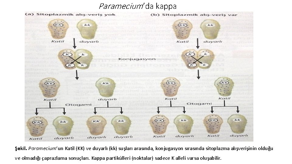 Paramecium’da kappa Şekil. Paramecium’un Katil (KK) ve duyarlı (kk) suşları arasında, konjugasyon sırasında sitoplazma