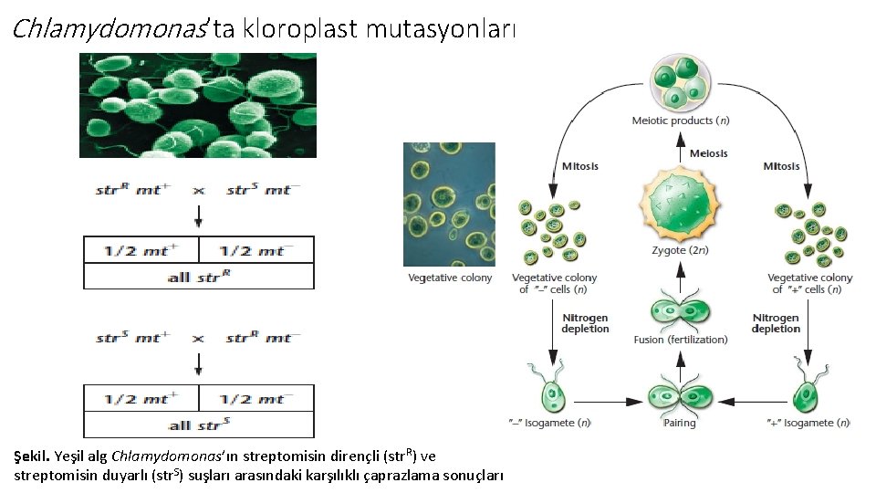 Chlamydomonas’ta kloroplast mutasyonları Şekil. Yeşil alg Chlamydomonas’ın streptomisin dirençli (str. R) ve streptomisin duyarlı