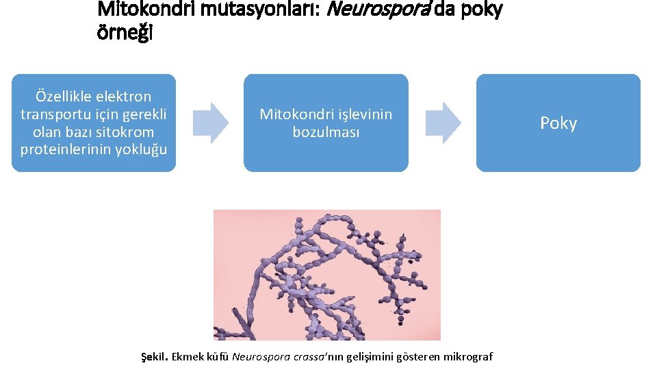 Mitokondri mutasyonları: Neurospora’da poky örneği Özellikle elektron transportu için gerekli olan bazı sitokrom proteinlerinin