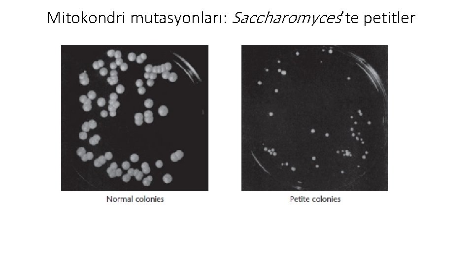 Mitokondri mutasyonları: Saccharomyces’te petitler 