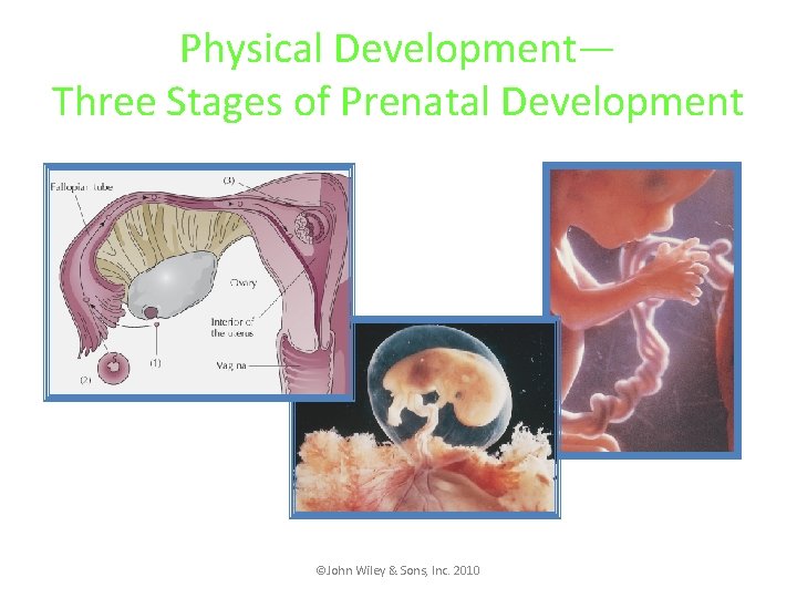Physical Development— Three Stages of Prenatal Development ©John Wiley & Sons, Inc. 2010 