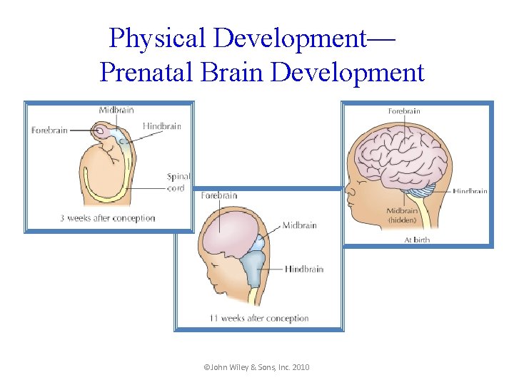 Physical Development— Prenatal Brain Development ©John Wiley & Sons, Inc. 2010 