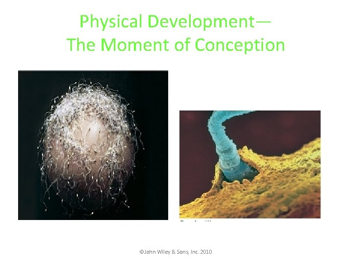 Physical Development— The Moment of Conception ©John Wiley & Sons, Inc. 2010 