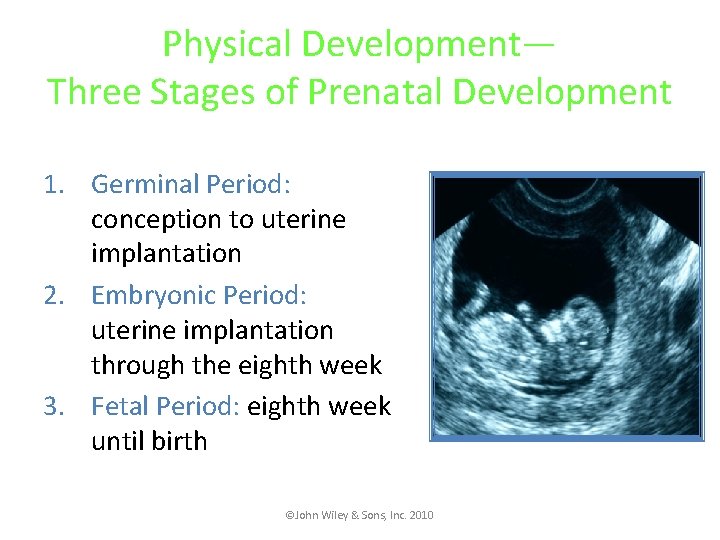 Physical Development— Three Stages of Prenatal Development 1. Germinal Period: conception to uterine implantation