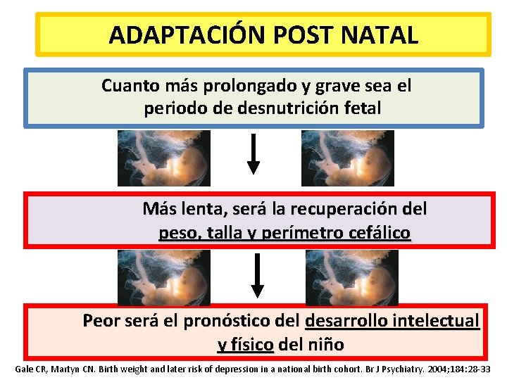 ADAPTACIÓN POST NATAL Cuanto más prolongado y grave sea el periodo de desnutrición fetal ADAPTACIÓN POST NATAL Cuanto más prolongado y grave sea el periodo de desnutrición fetal
