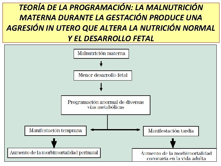 TEORÍA DE LA PROGRAMACIÓN: LA MALNUTRICIÓN MATERNA DURANTE LA GESTACIÓN PRODUCE UNA AGRESIÓN IN TEORÍA DE LA PROGRAMACIÓN: LA MALNUTRICIÓN MATERNA DURANTE LA GESTACIÓN PRODUCE UNA AGRESIÓN IN