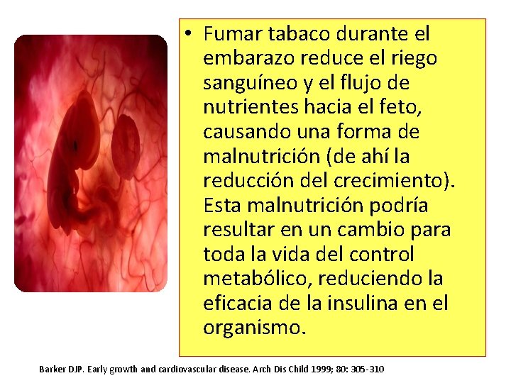 • Fumar tabaco durante el embarazo reduce el riego sanguíneo y el flujo • Fumar tabaco durante el embarazo reduce el riego sanguíneo y el flujo