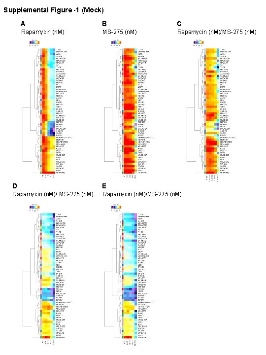 Supplemental Figure -1 (Mock) A B C Rapamycin (n. M) MS-275 (n. M) Rapamycin