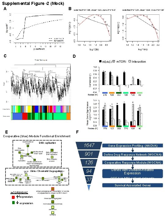 Supplemental Figure -2 (Mock) A B C D HDACi E m. TORi Interaction F
