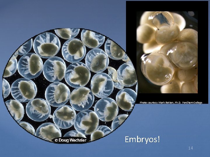 Photo courtesy Mark Botton, Ph. D. Fordham College Embryos! 14 