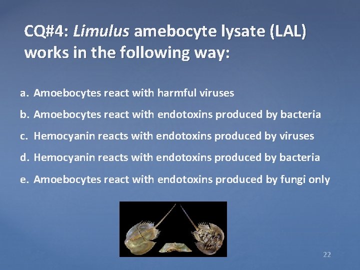 CQ#4: Limulus amebocyte lysate (LAL) works in the following way: a. Amoebocytes react with