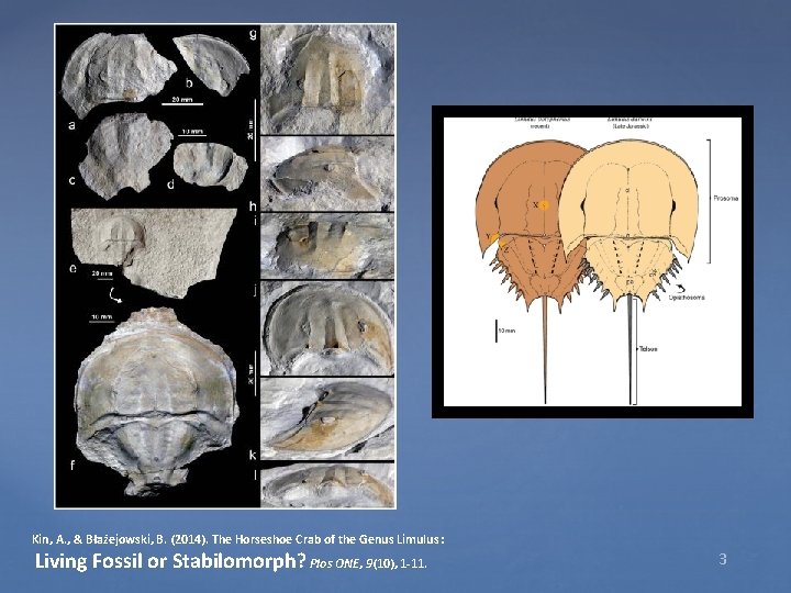 Kin, A. , & Błażejowski, B. (2014). The Horseshoe Crab of the Genus Limulus