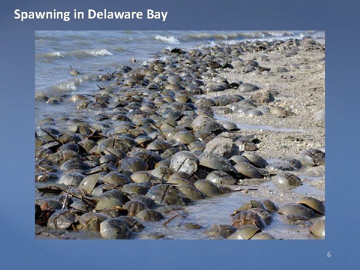 Spawning in Delaware Bay 6 