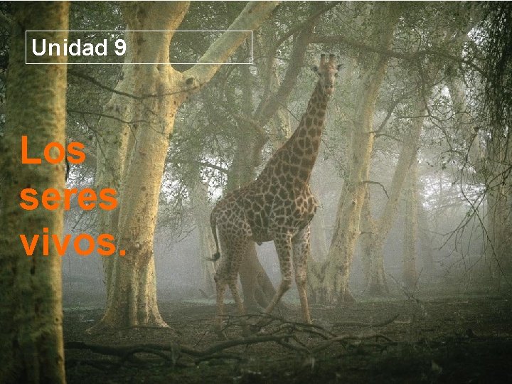 Unidad 9 Los Unidad 9 seres vivos. Los seres vivos 