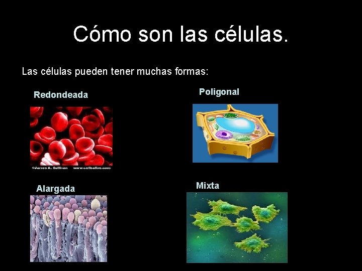 Cómo son las células. Las células pueden tener muchas formas: Redondeada Alargada Poligonal Mixta