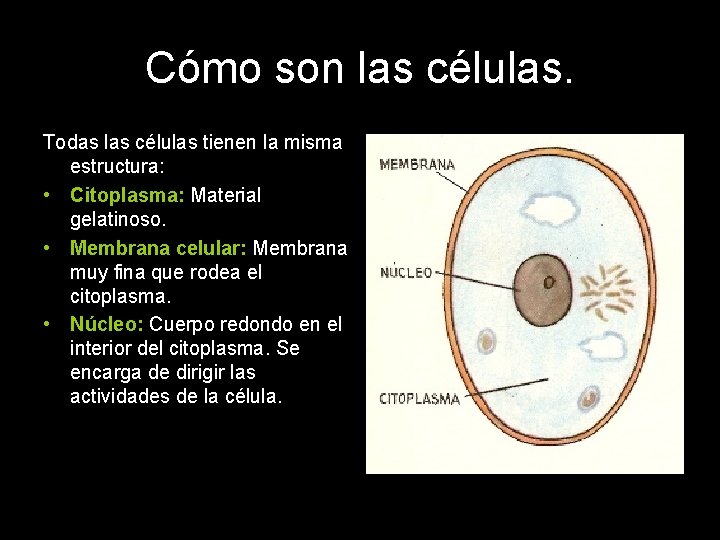 Cómo son las células. Todas las células tienen la misma estructura: • Citoplasma: Material