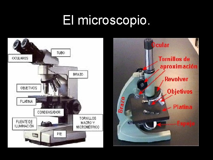 El microscopio. 