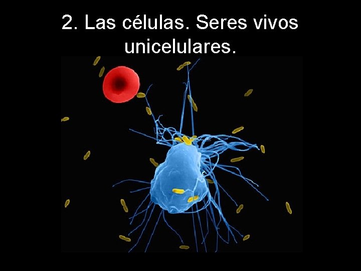 2. Las células. Seres vivos unicelulares. 