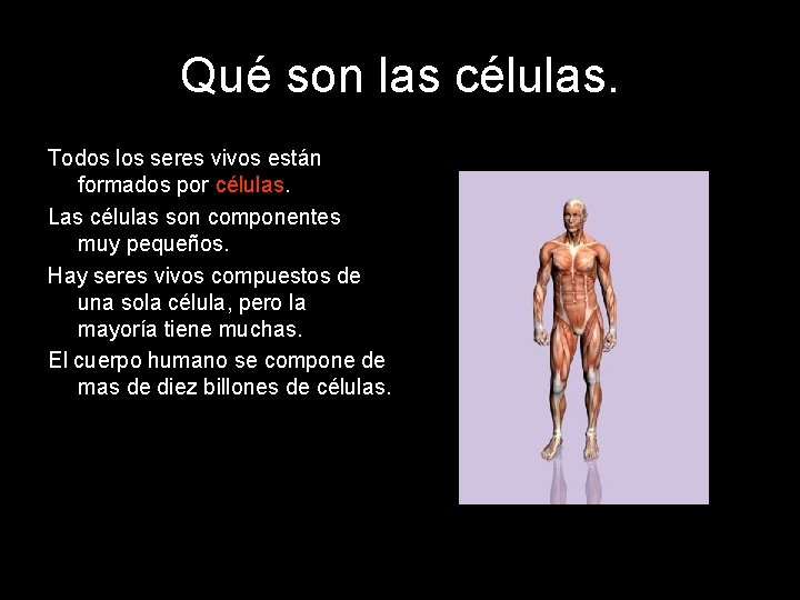 Qué son las células. Todos los seres vivos están formados por células. Las células