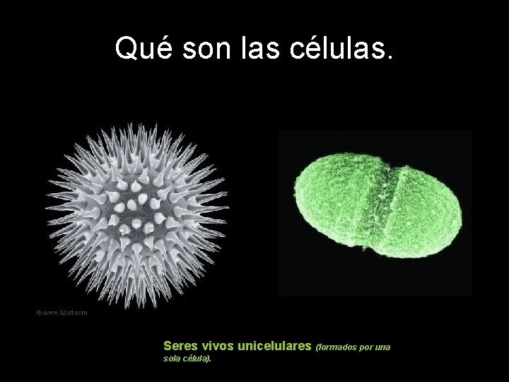 Qué son las células. Seres vivos unicelulares (formados por una sola célula). 
