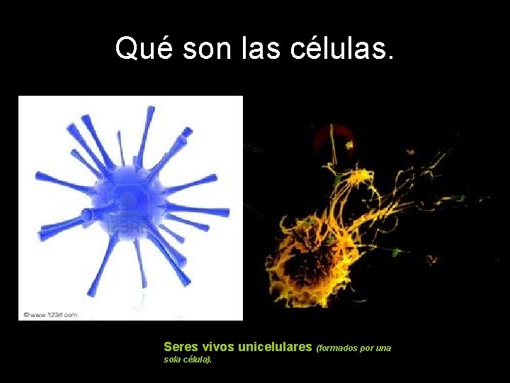 Qué son las células. Seres vivos unicelulares (formados por una sola célula). 