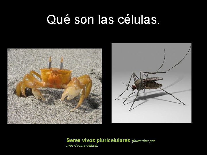 Qué son las células. Seres vivos pluricelulares (formados por más de una célula). 