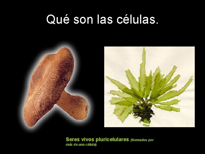 Qué son las células. Seres vivos pluricelulares (formados por más de una célula). 