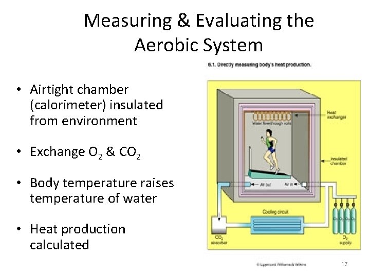 Measuring & Evaluating the Aerobic System • Airtight chamber (calorimeter) insulated from environment • Measuring & Evaluating the Aerobic System • Airtight chamber (calorimeter) insulated from environment •