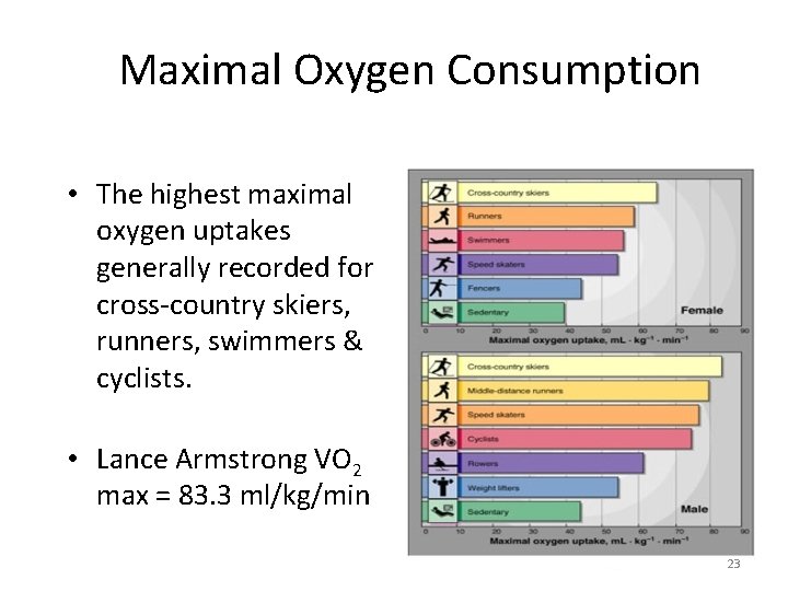 Maximal Oxygen Consumption • The highest maximal oxygen uptakes generally recorded for cross-country skiers, Maximal Oxygen Consumption • The highest maximal oxygen uptakes generally recorded for cross-country skiers,