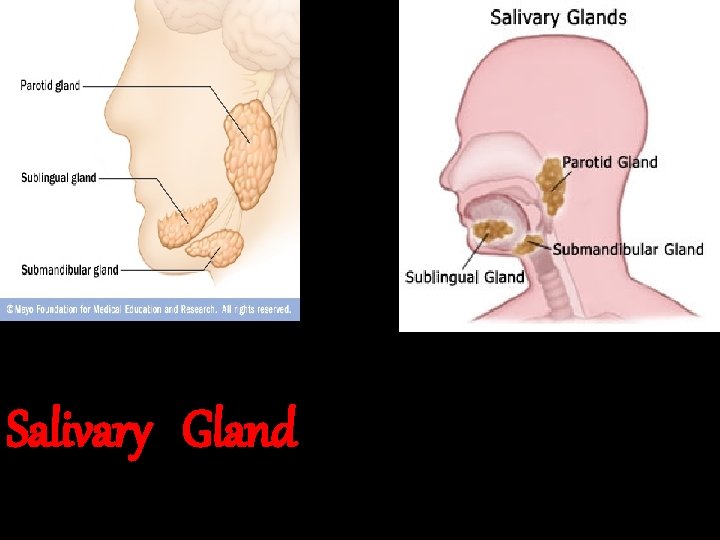 Salivary Gland 