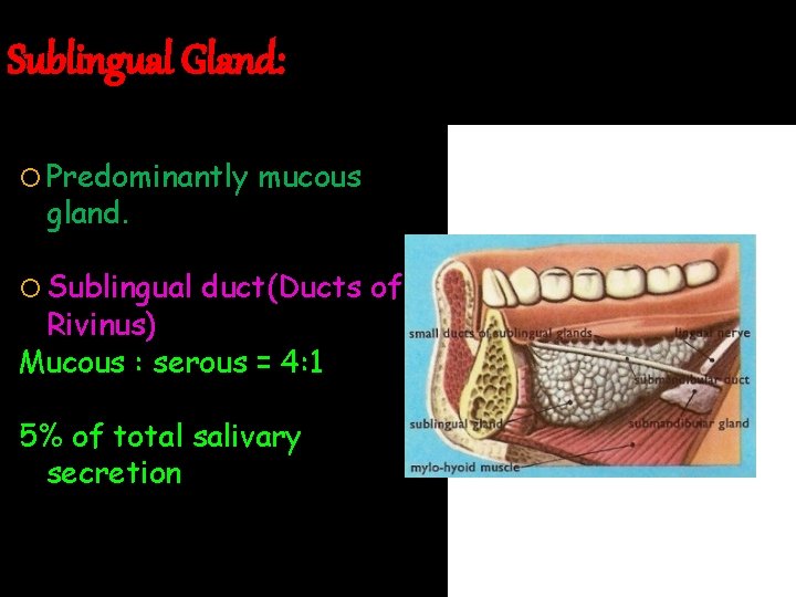 Sublingual Gland: Predominantly gland. Sublingual mucous duct(Ducts of Rivinus) Mucous : serous = 4: