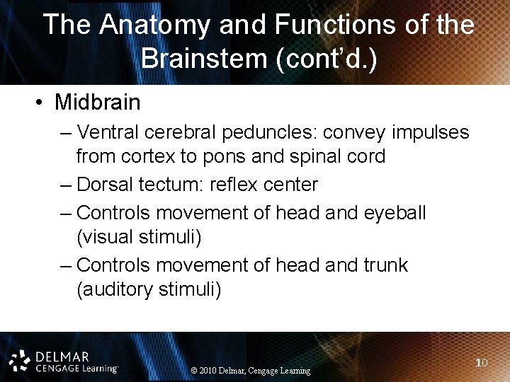 The Anatomy and Functions of the Brainstem (cont’d. ) • Midbrain – Ventral cerebral