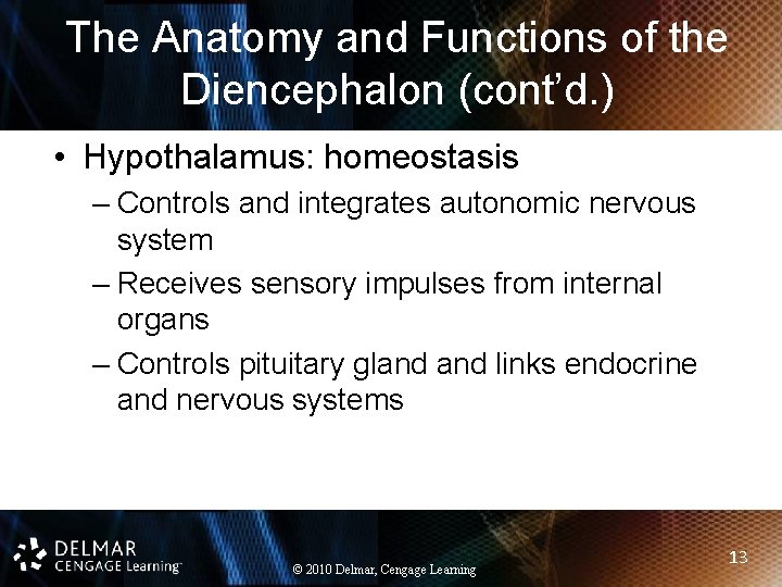 The Anatomy and Functions of the Diencephalon (cont’d. ) • Hypothalamus: homeostasis – Controls