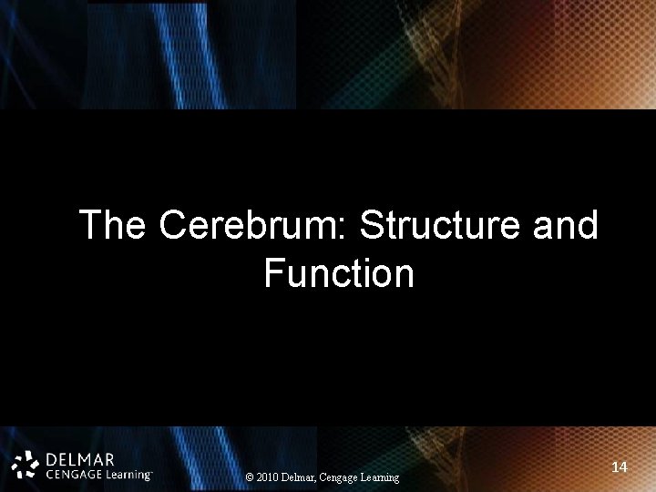 The Cerebrum: Structure and Function © 2010 Delmar, Cengage Learning 14 