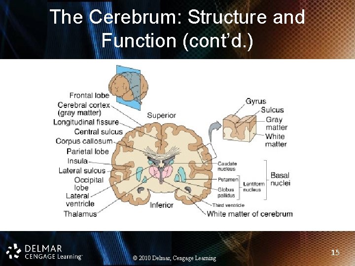 The Cerebrum: Structure and Function (cont’d. ) © 2010 Delmar, Cengage Learning 15 