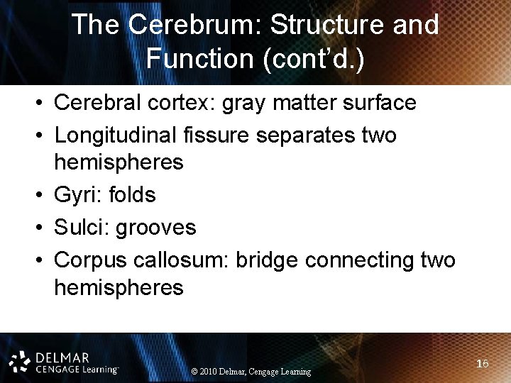 The Cerebrum: Structure and Function (cont’d. ) • Cerebral cortex: gray matter surface • The Cerebrum: Structure and Function (cont’d. ) • Cerebral cortex: gray matter surface •