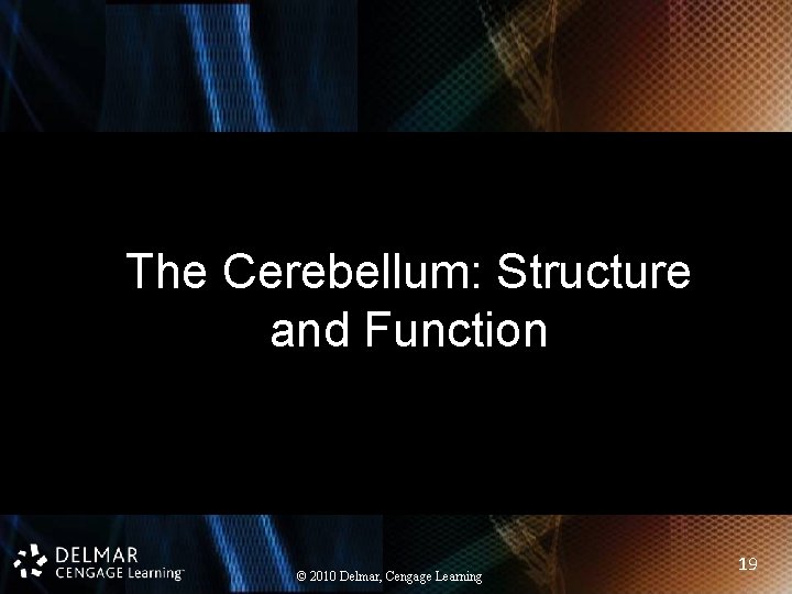 The Cerebellum: Structure and Function © 2010 Delmar, Cengage Learning 19 