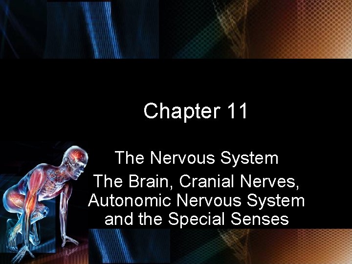 Chapter 11 The Nervous System The Brain, Cranial Nerves, Autonomic Nervous System and the