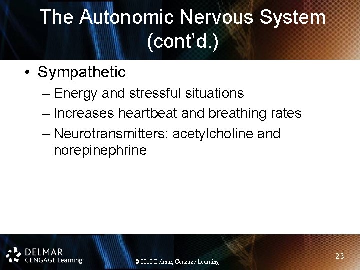 The Autonomic Nervous System (cont’d. ) • Sympathetic – Energy and stressful situations – The Autonomic Nervous System (cont’d. ) • Sympathetic – Energy and stressful situations –