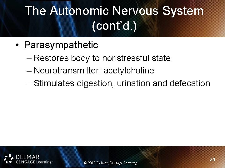 The Autonomic Nervous System (cont’d. ) • Parasympathetic – Restores body to nonstressful state