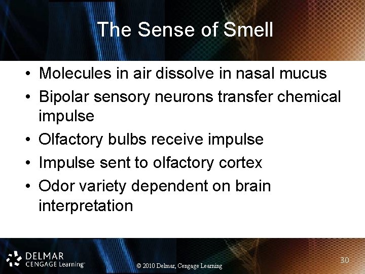 The Sense of Smell • Molecules in air dissolve in nasal mucus • Bipolar