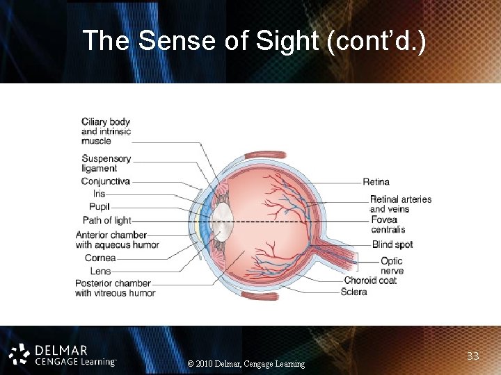 The Sense of Sight (cont’d. ) © 2010 Delmar, Cengage Learning 33 