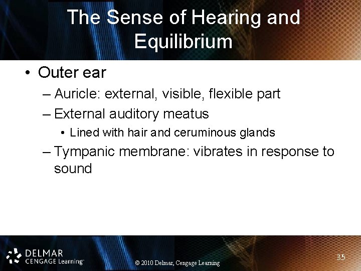 The Sense of Hearing and Equilibrium • Outer ear – Auricle: external, visible, flexible