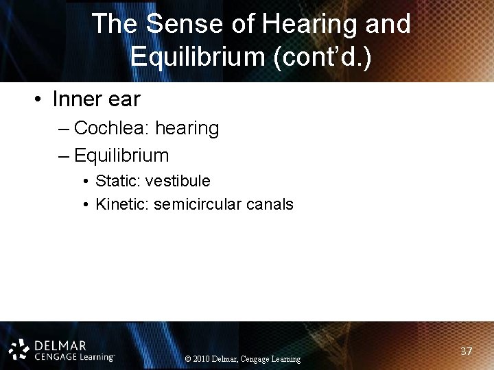 The Sense of Hearing and Equilibrium (cont’d. ) • Inner ear – Cochlea: hearing