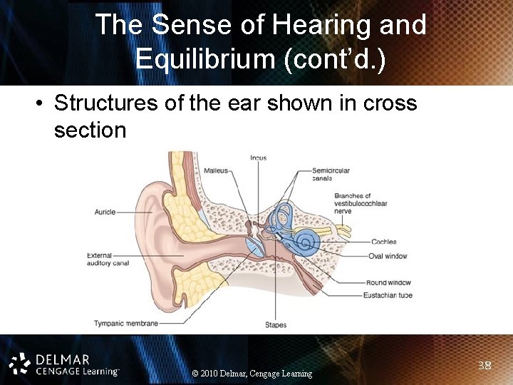 The Sense of Hearing and Equilibrium (cont’d. ) • Structures of the ear shown The Sense of Hearing and Equilibrium (cont’d. ) • Structures of the ear shown
