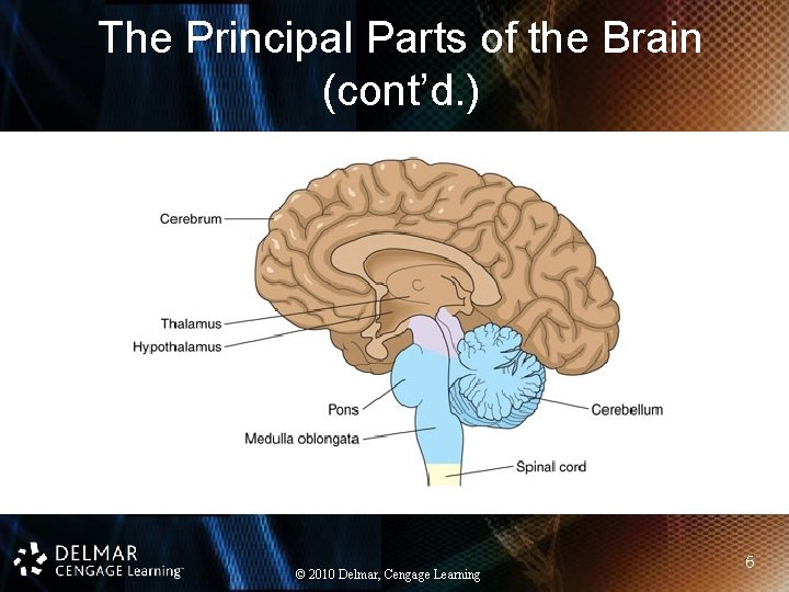 The Principal Parts of the Brain (cont’d. ) © 2010 Delmar, Cengage Learning 6 The Principal Parts of the Brain (cont’d. ) © 2010 Delmar, Cengage Learning 6