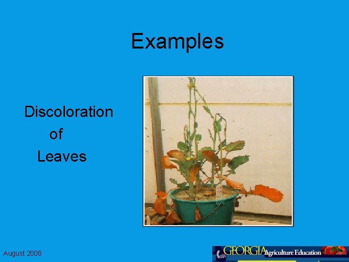 Examples Discoloration of Leaves August 2008 