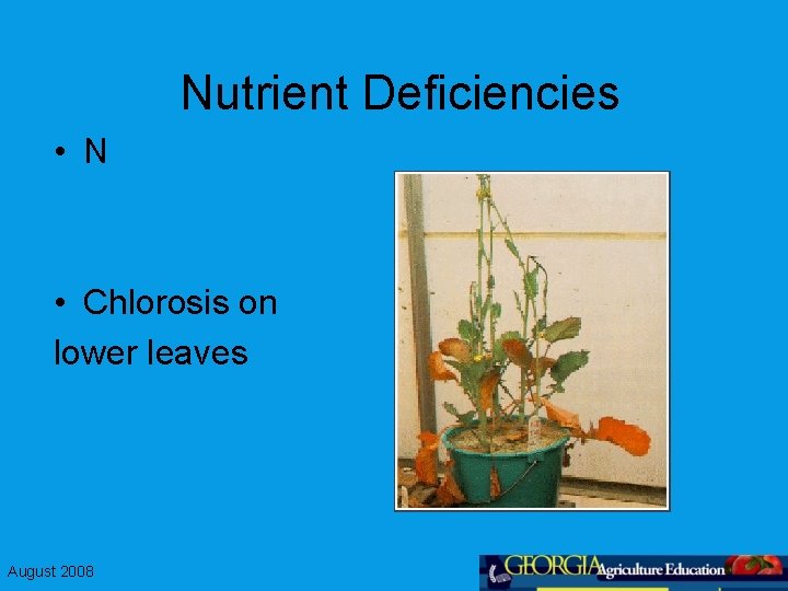 Nutrient Deficiencies • N • Chlorosis on lower leaves August 2008 